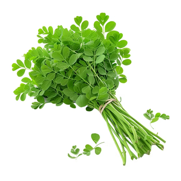 Drum stick Leaves