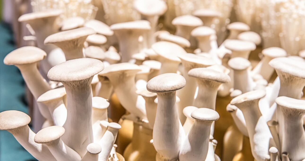 Exploring the Nutritional Wonders of Eryngii Mushrooms