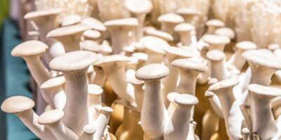 Exploring the Nutritional Wonders of Eryngii Mushrooms