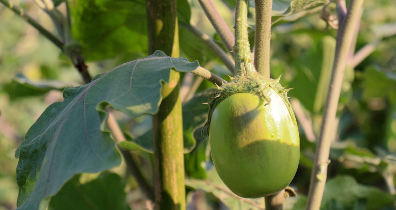 Exploring the Nutritional Wonders of Green Brinjal