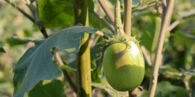 Exploring the Nutritional Wonders of Green Brinjal